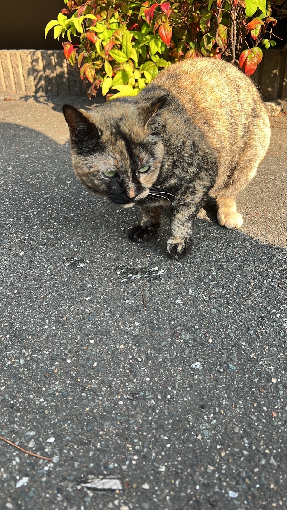 毎日の日課🐈