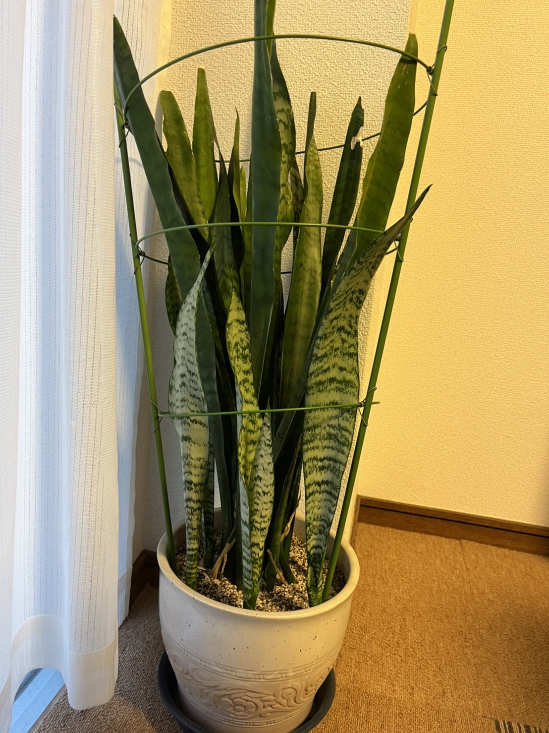 植物の成長