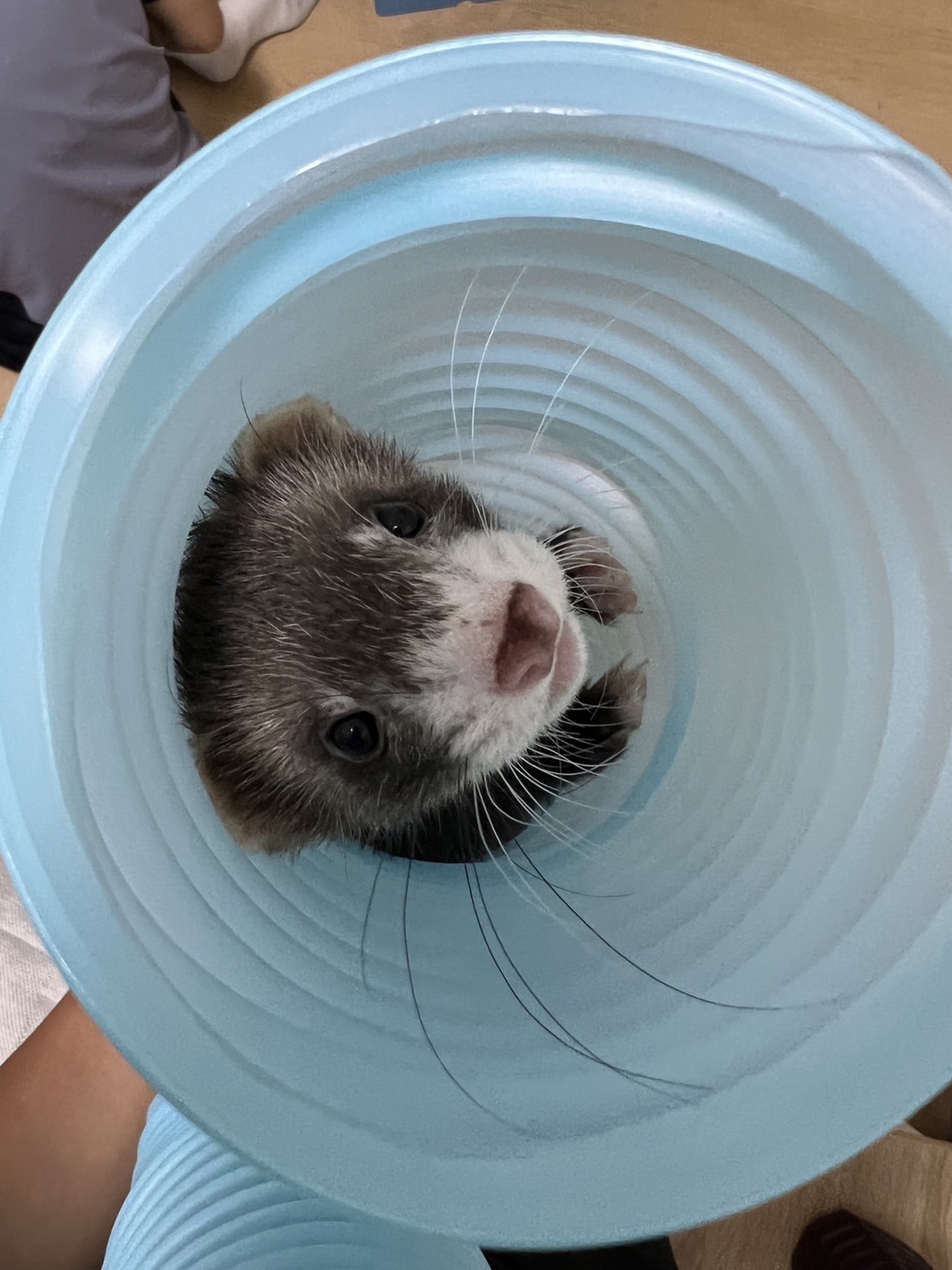 ペット