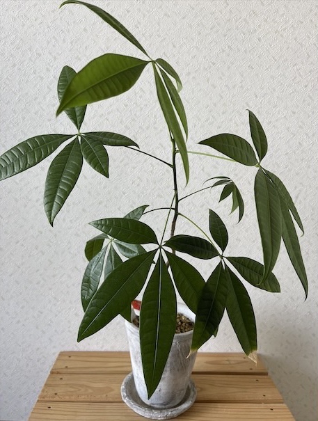 【Off The Pitch】観葉植物🌿 #10岡未沙子