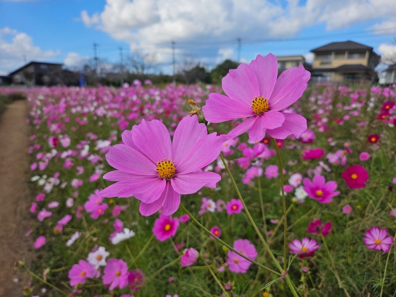 満開🌸　#10 岡 未沙子