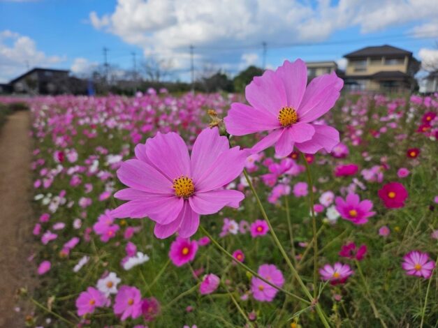 満開🌸　#10 岡 未沙子