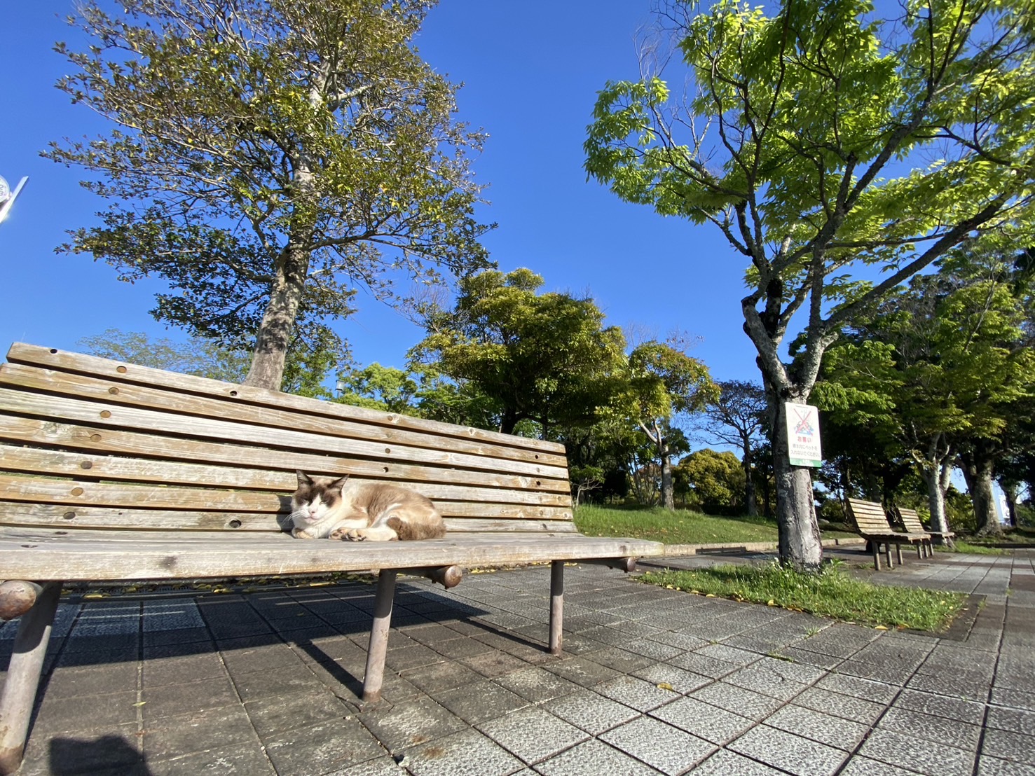 地域ねこ🐈　#15 奥田真歩