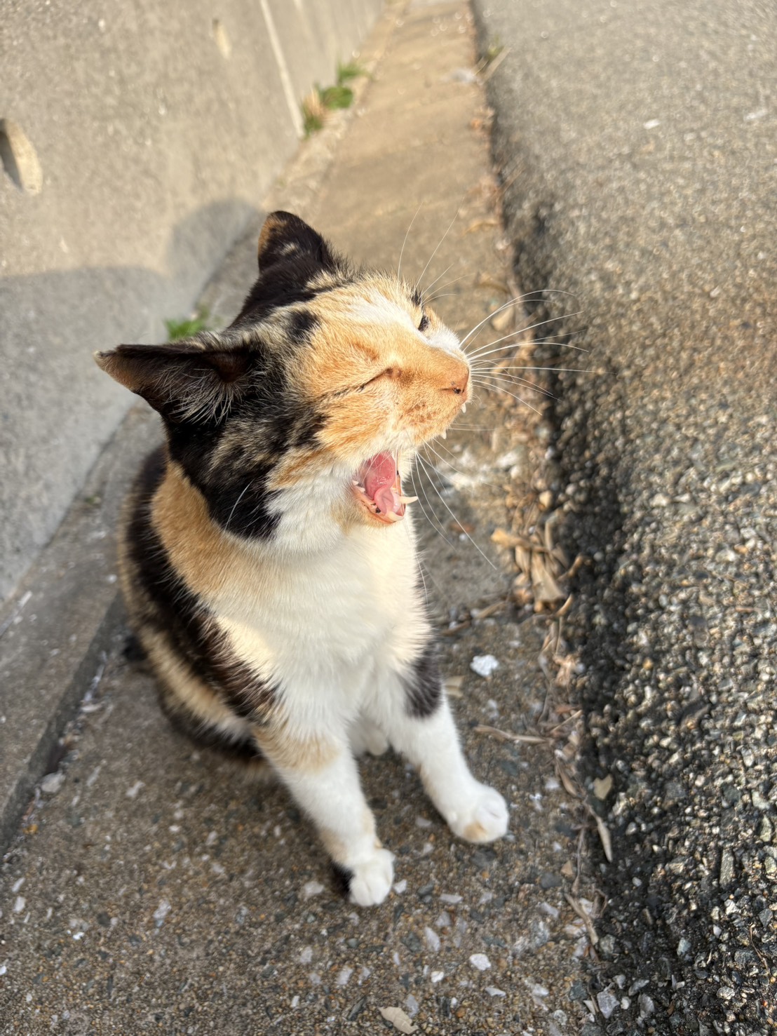 猫の島　#23北条あゆみ