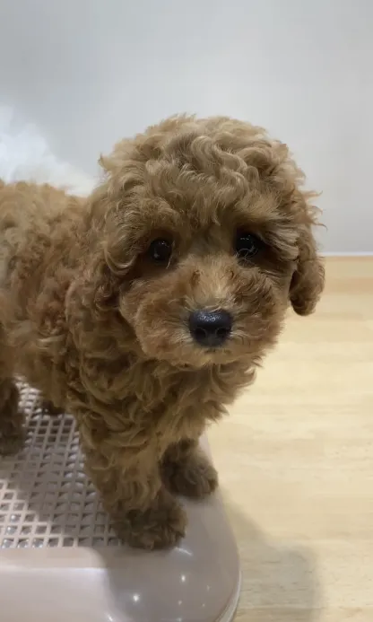 犬🐶いぬ🐶イヌ🐶　#5 大河内友貴
